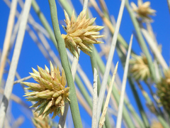 Cladoraphis cyperoides