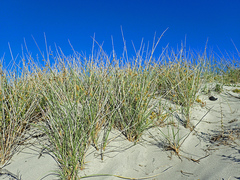 Cladoraphis cyperoides