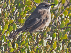 Cercotrichas coryphoeus cinerea
