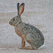 Scrub Hare - Photo (c) Felix Riegel, some rights reserved (CC BY-NC)