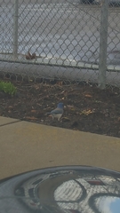 Aphelocoma californica