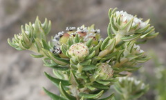 Phylica litoralis