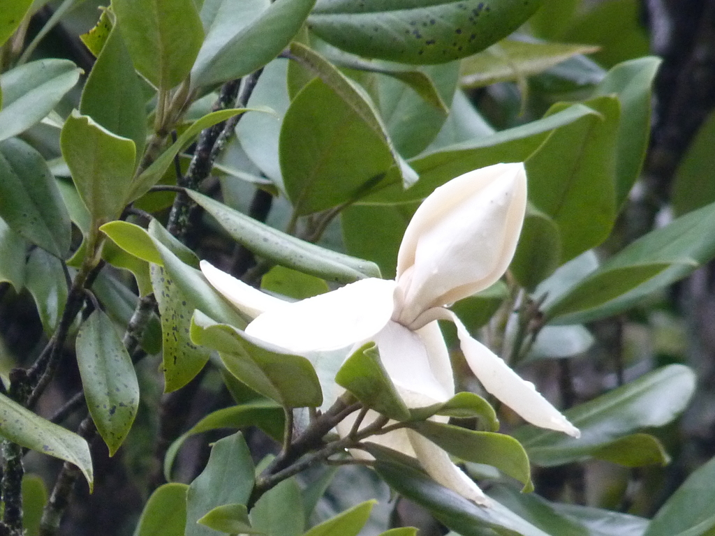 Magnolia sororum