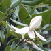 Magnolia sororum - Photo (c) Nate Hartley, some rights reserved (CC BY-NC), uploaded by Nate Hartley