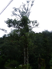 Magnolia sororum