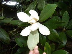 Magnolia sororum