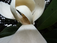 Magnolia sororum
