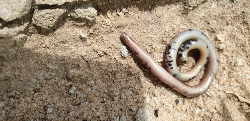 Zambezi Blind Snake