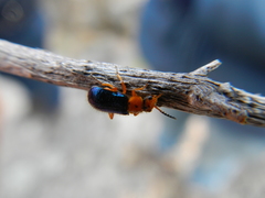 Ascolhedybius hirtus