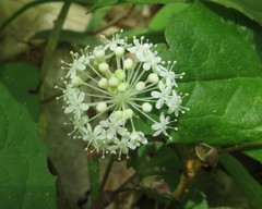 Panax trifolius