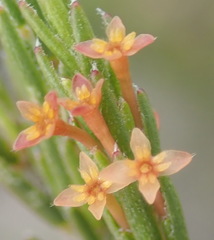 Struthiola parviflora