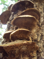 Funalia