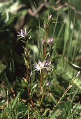 Lomatogonium rotatum