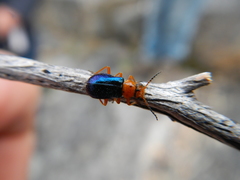 Ascolhedybius hirtus