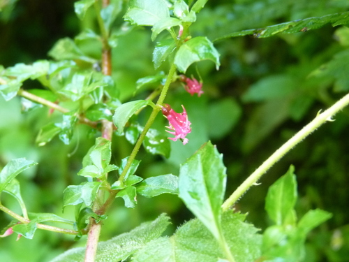Fuchsia microphylla image