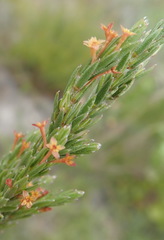 Struthiola parviflora