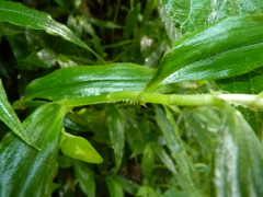 Tradescantia poelliae