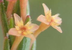 Struthiola parviflora