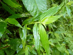 Tradescantia poelliae