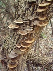 Funalia
