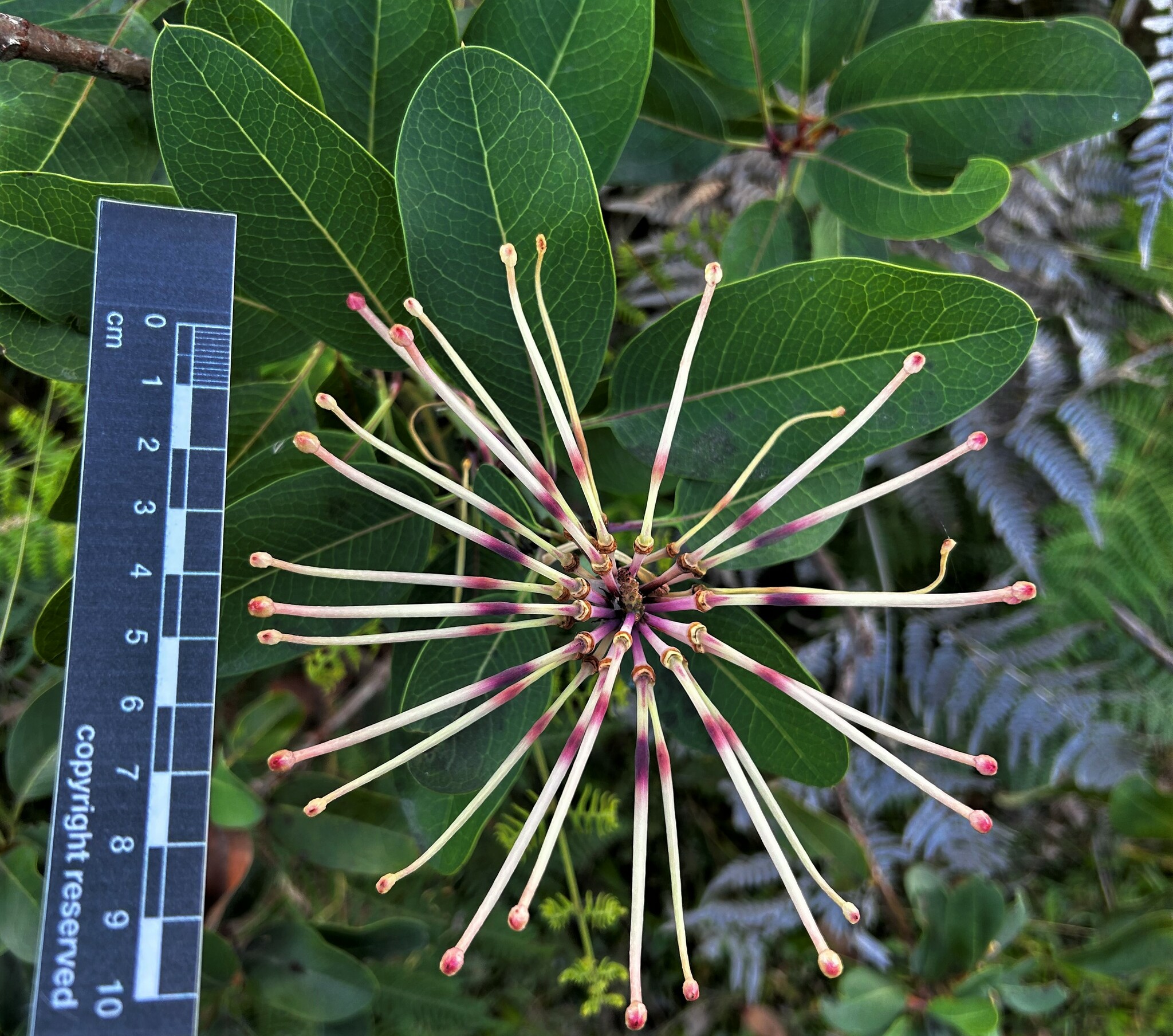 Oreocallis grandiflora image