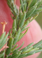 Struthiola parviflora