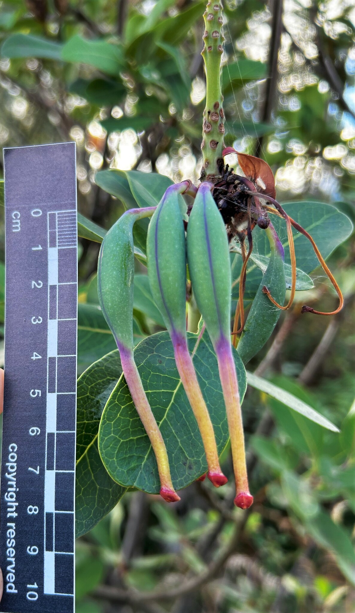 Proteaceae image