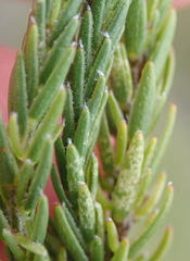Struthiola parviflora