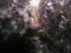 Hermaea bifida image