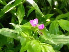 Tradescantia poelliae