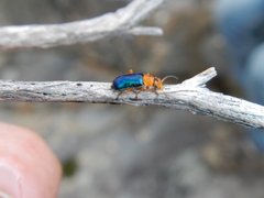 Ascolhedybius hirtus