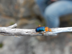 Ascolhedybius hirtus