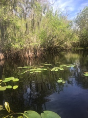 Nuphar advena image
