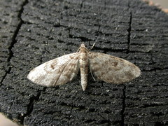 Eupithecia tantillaria