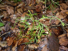 Diphasiastrum thyoides