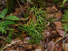 Diphasiastrum thyoides