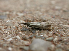 Crambus lathoniellus