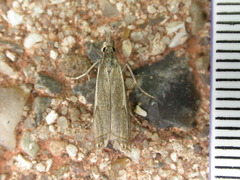 Crambus lathoniellus