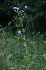 Cicerbita macrophylla uralensis