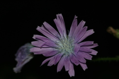 Cicerbita macrophylla uralensis