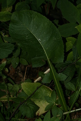 Cicerbita macrophylla uralensis