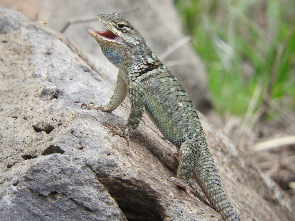 Sceloporus torquatus melanogaster desde Balcones del Campestre, León ...