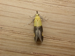 Oecophora bractella