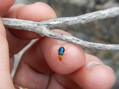 Ascolhedybius hirtus