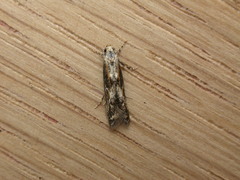 Blastodacna atra