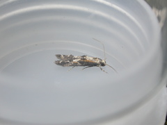 Blastodacna atra