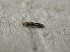 Blastodacna atra