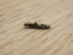 Blastodacna atra