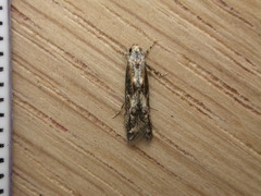 Blastodacna atra