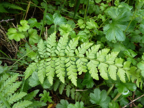 Polystichum image
